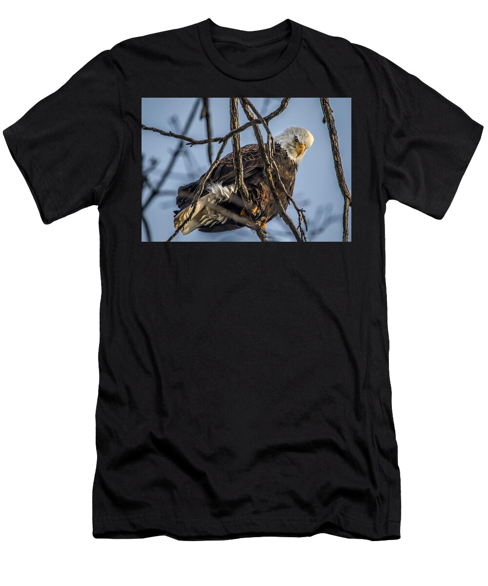 American Bald Eagle T-Shirt featuring the photograph Eagle Power by Ray Congrove