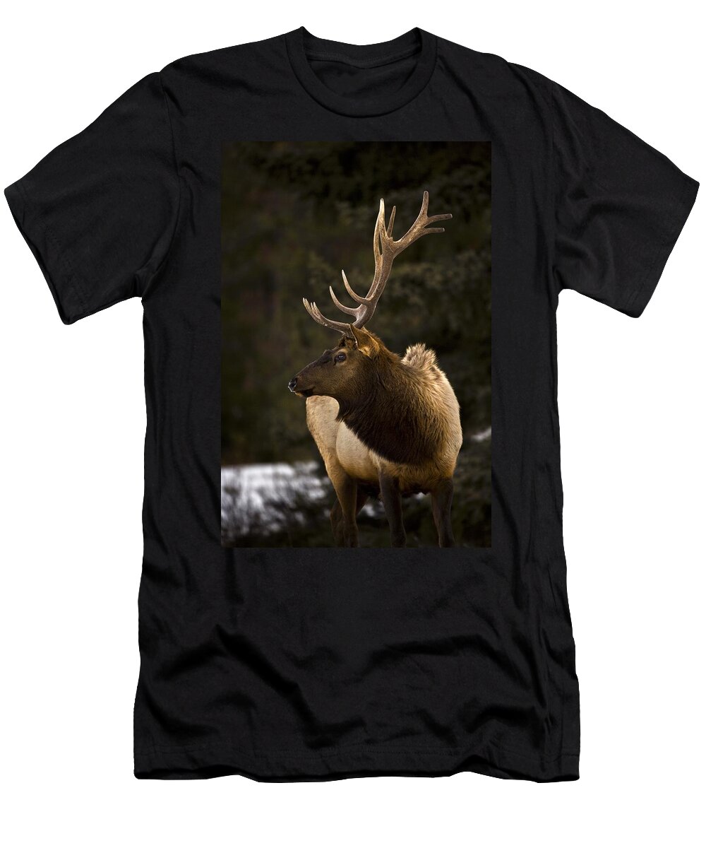 Animals T-Shirt featuring the photograph Elk Cervus Canadensis Bull Elk Looking by Richard Wear