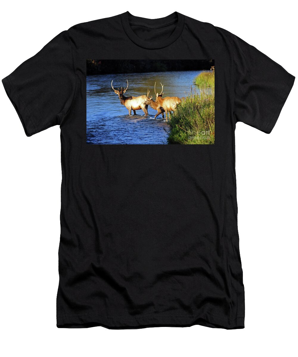 Elk T-Shirt featuring the photograph Elk by Cindy Murphy - NightVisions