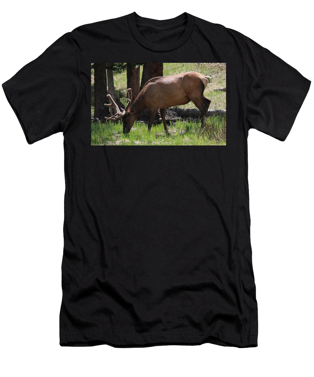 Elk T-Shirt featuring the photograph Elk Grazing  by Christy Pooschke