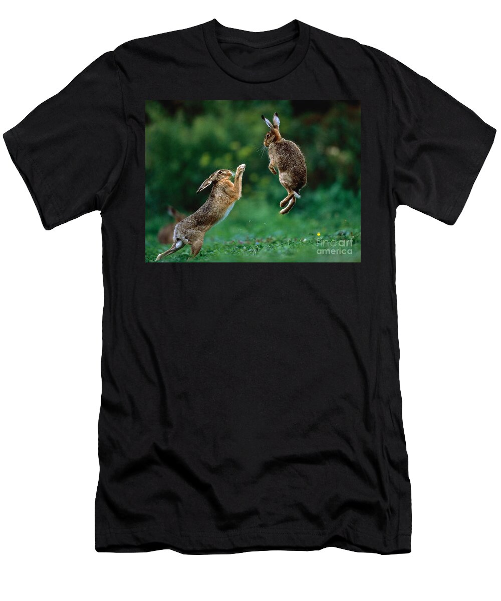 European Hare T-Shirt featuring the photograph Fighting European Hares by Manfred Danegger