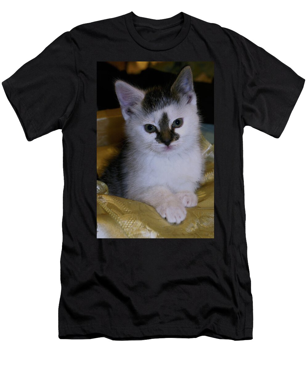 Kitten T-Shirt featuring the photograph Fleur-de-lis kitten by Bess Carter