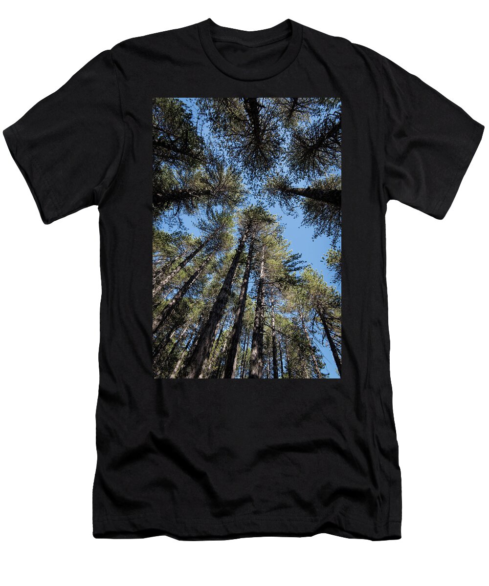 Treetop T-Shirt featuring the photograph Forest pine trees treetops by Michalakis Ppalis