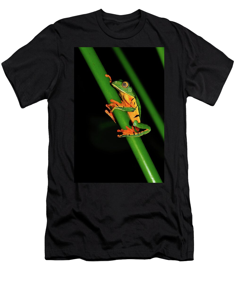 Frog Framed Prints T-Shirt featuring the photograph Frog Pole Vault by Harry Spitz