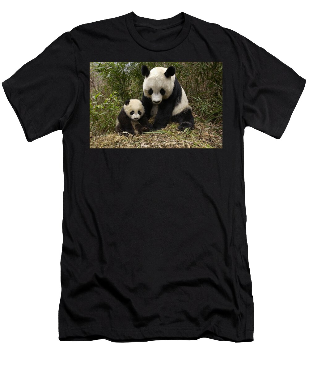 Mp T-Shirt featuring the photograph Giant Panda Ailuropoda Melanoleuca by Katherine Feng