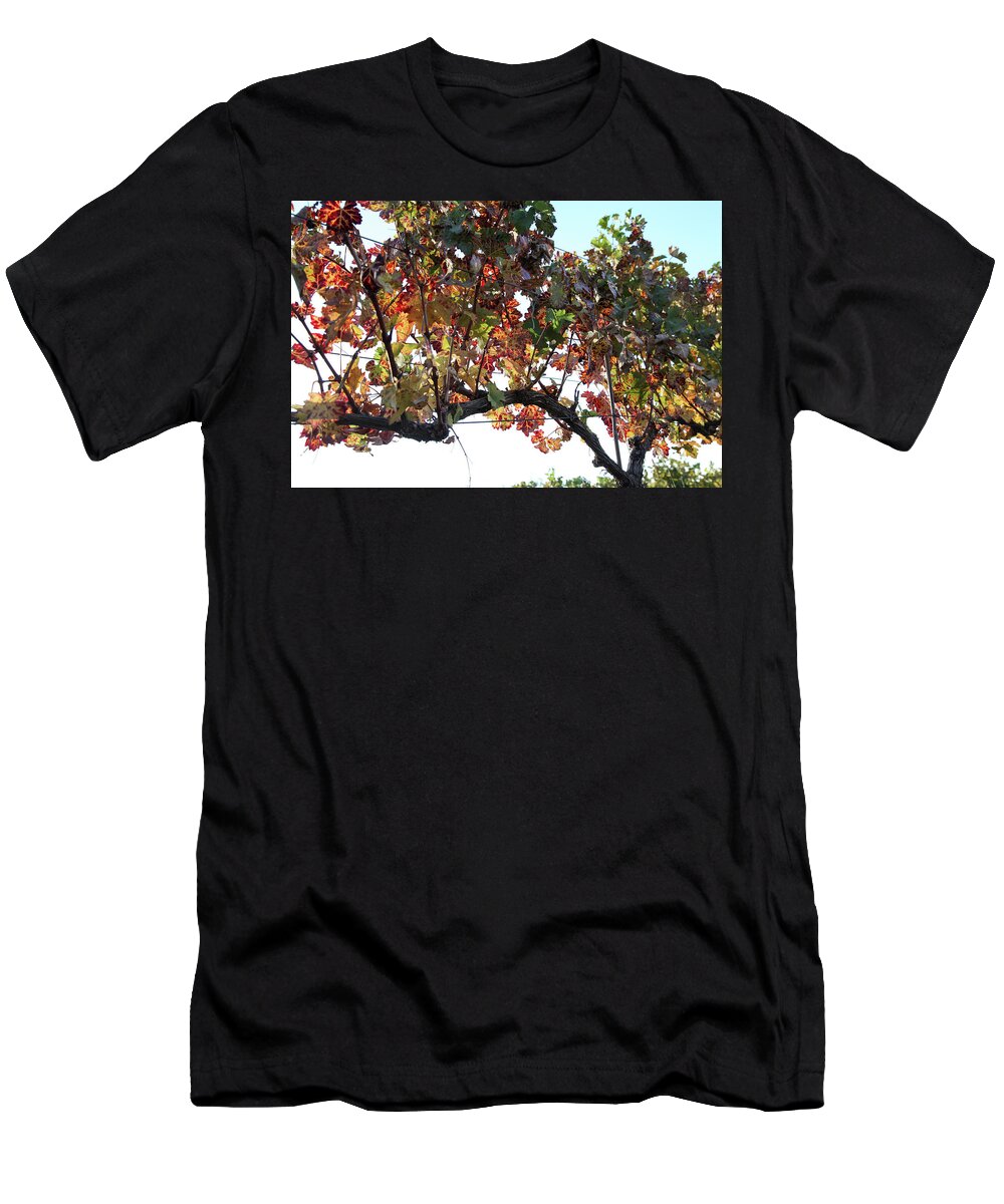 Grape T-Shirt featuring the photograph Grape vine in autumn by Yoel Koskas