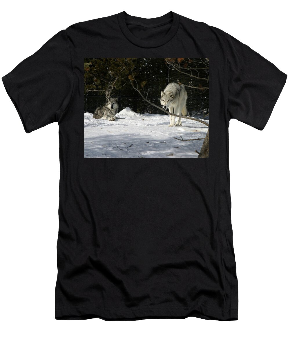 Gray Wolf T-Shirt featuring the photograph Gray Wolves by Anthony Jones
