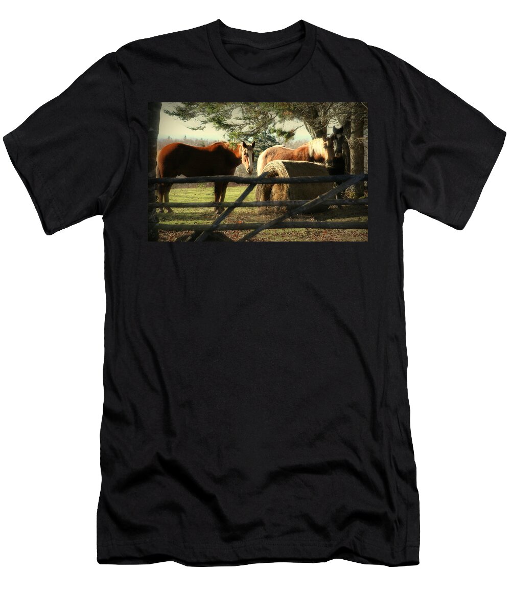 Horse T-Shirt featuring the photograph Graze by Sue Long