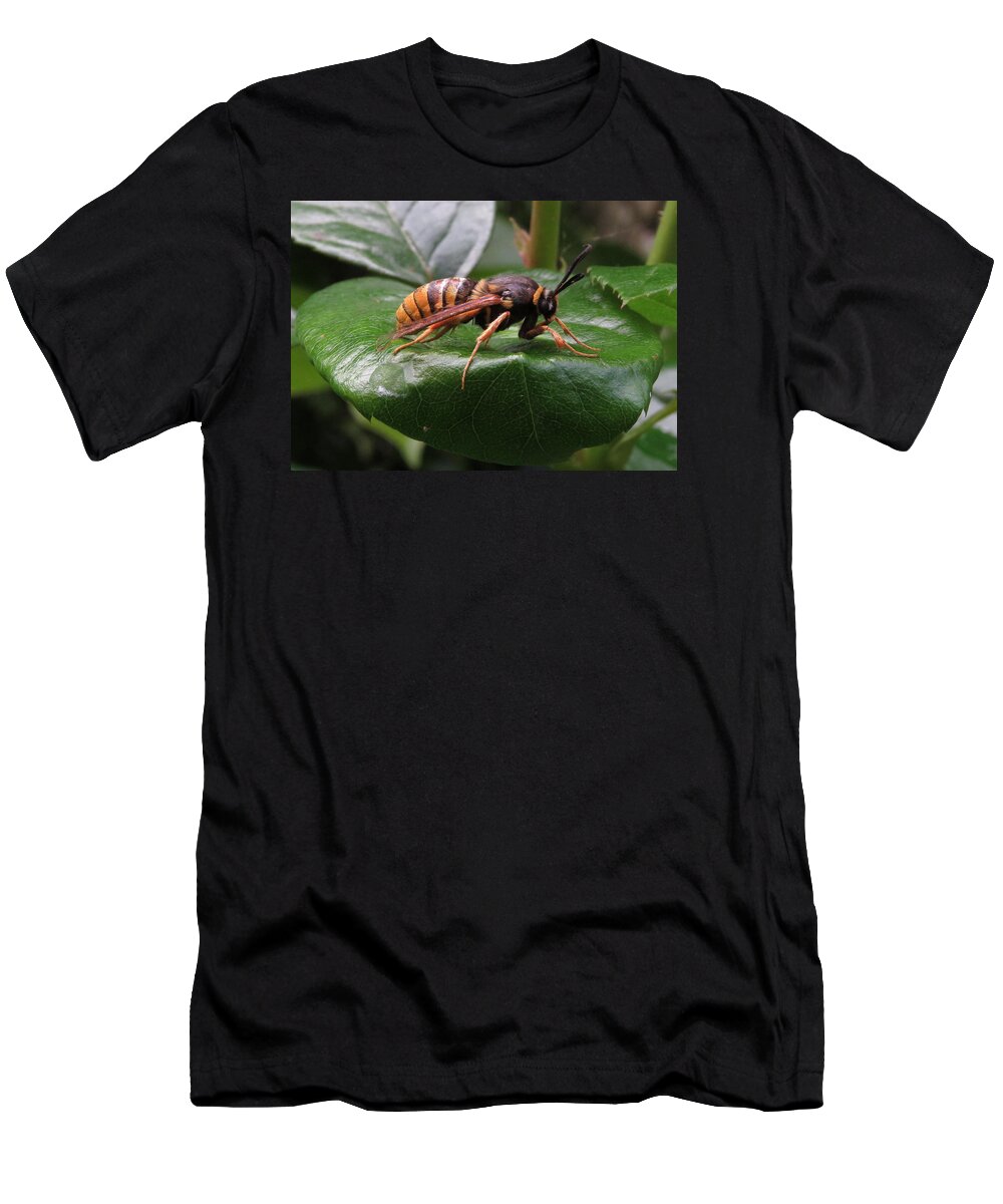 Hornet Moth T-Shirt featuring the photograph Hornet Moth 2 by John Topman