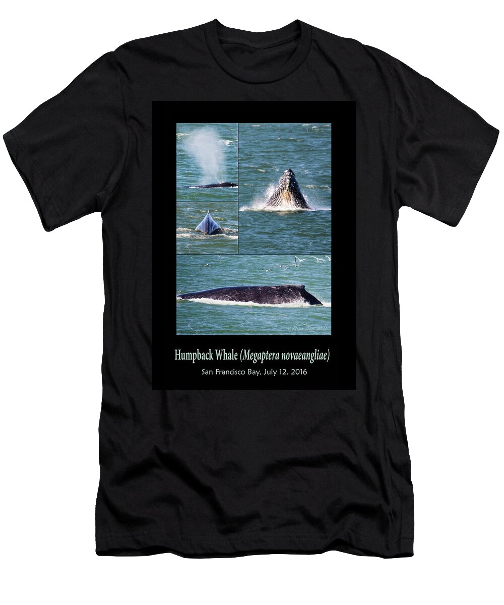 Humpback T-Shirt featuring the photograph Humpback Whale Photo Montage by Brian Tada