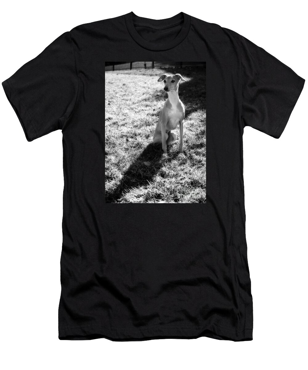 Black And White T-Shirt featuring the photograph Italian Greyhound and Shadow in Black and White by Angela Rath