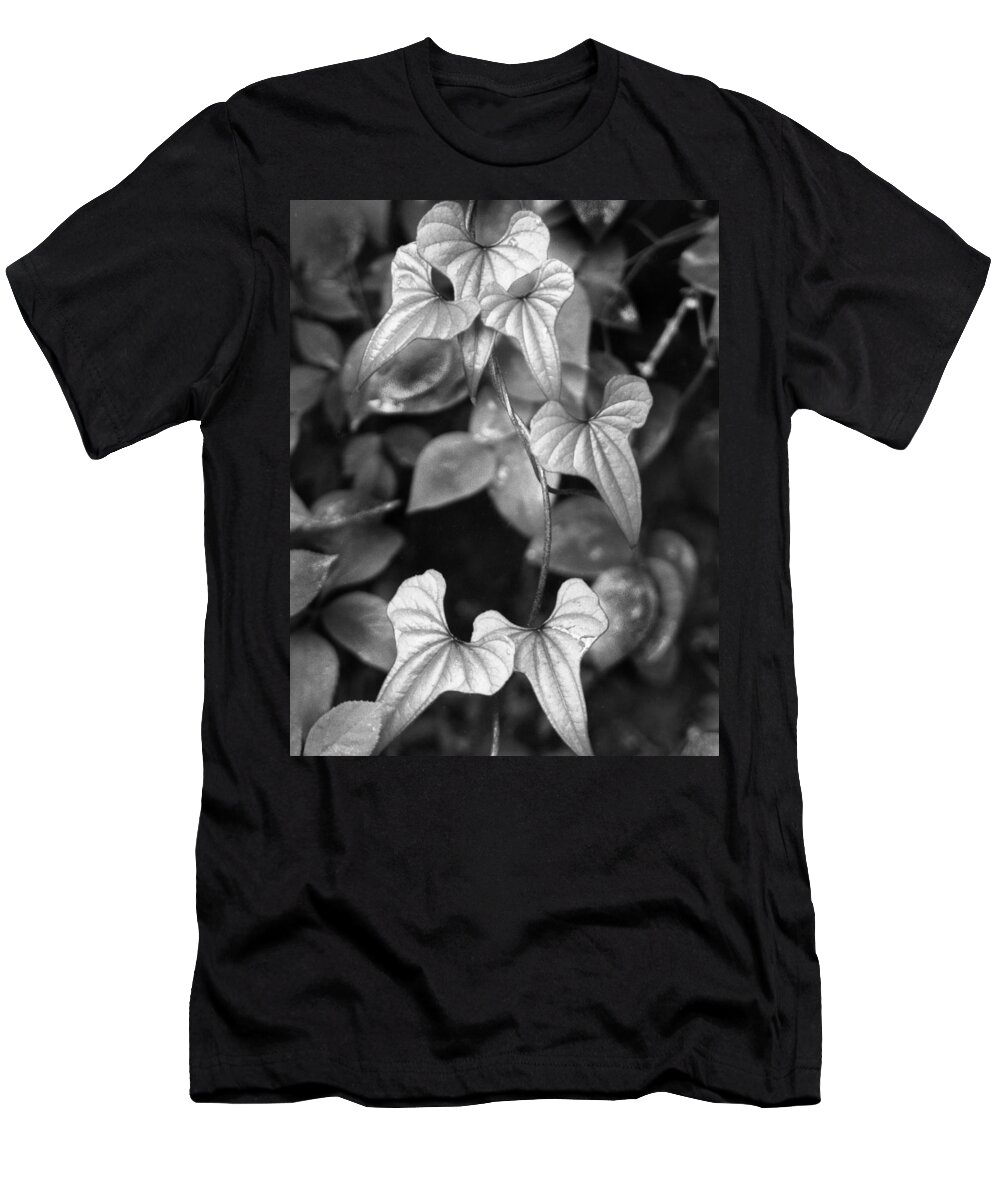 Ansel Adams T-Shirt featuring the photograph ivy by Curtis J Neeley Jr