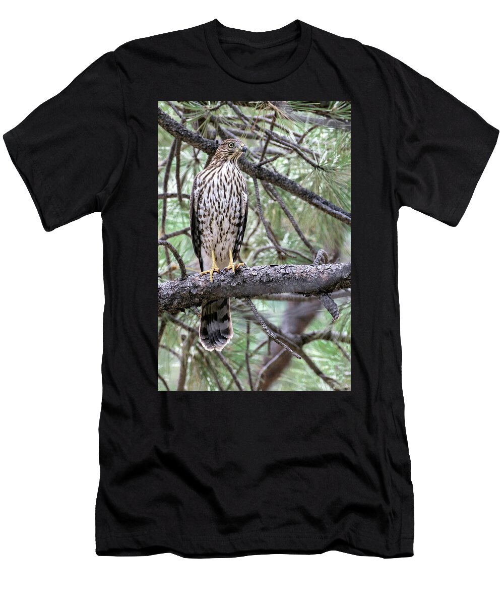 Accipiter Cooperii T-Shirt featuring the photograph Juvenile Cooper's Hawk by Dawn Key