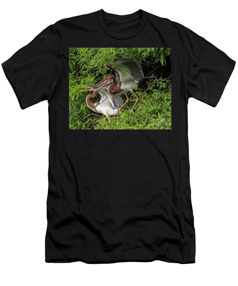 Herons T-Shirt featuring the photograph Juvenile Tricolored Heron Siblings by DB Hayes