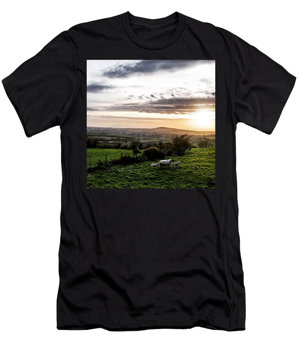Sheep T-Shirt featuring the photograph Lambs by Aleck Cartwright
