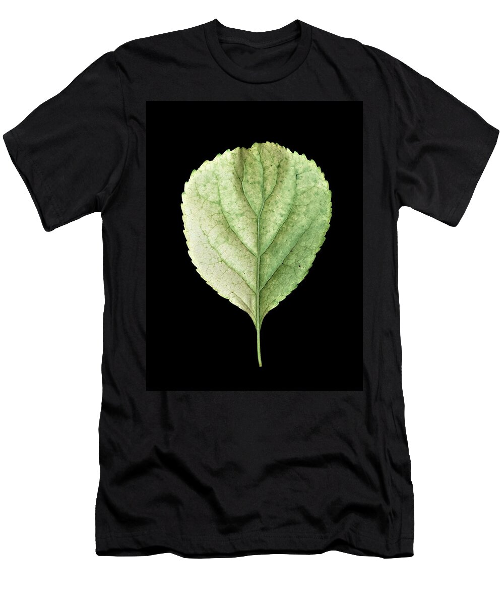 Leaves T-Shirt featuring the photograph Leaf 19 by David J Bookbinder