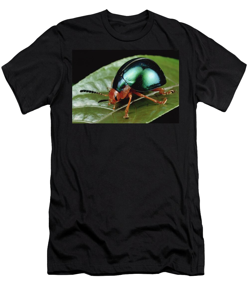 00126082 T-Shirt featuring the photograph Leaf Beetle from South Africa by Mark Moffett