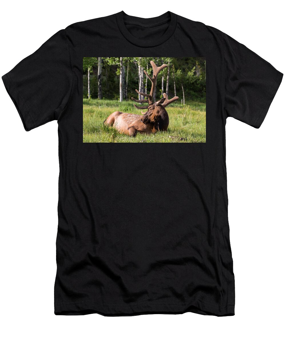 Elk T-Shirt featuring the photograph Let Sleeping Elk Lie by Mindy Musick King