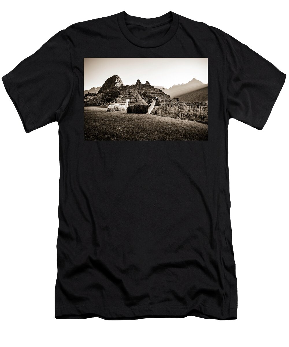 Sunrise T-Shirt featuring the photograph Llamas at First Light by Oscar Gutierrez