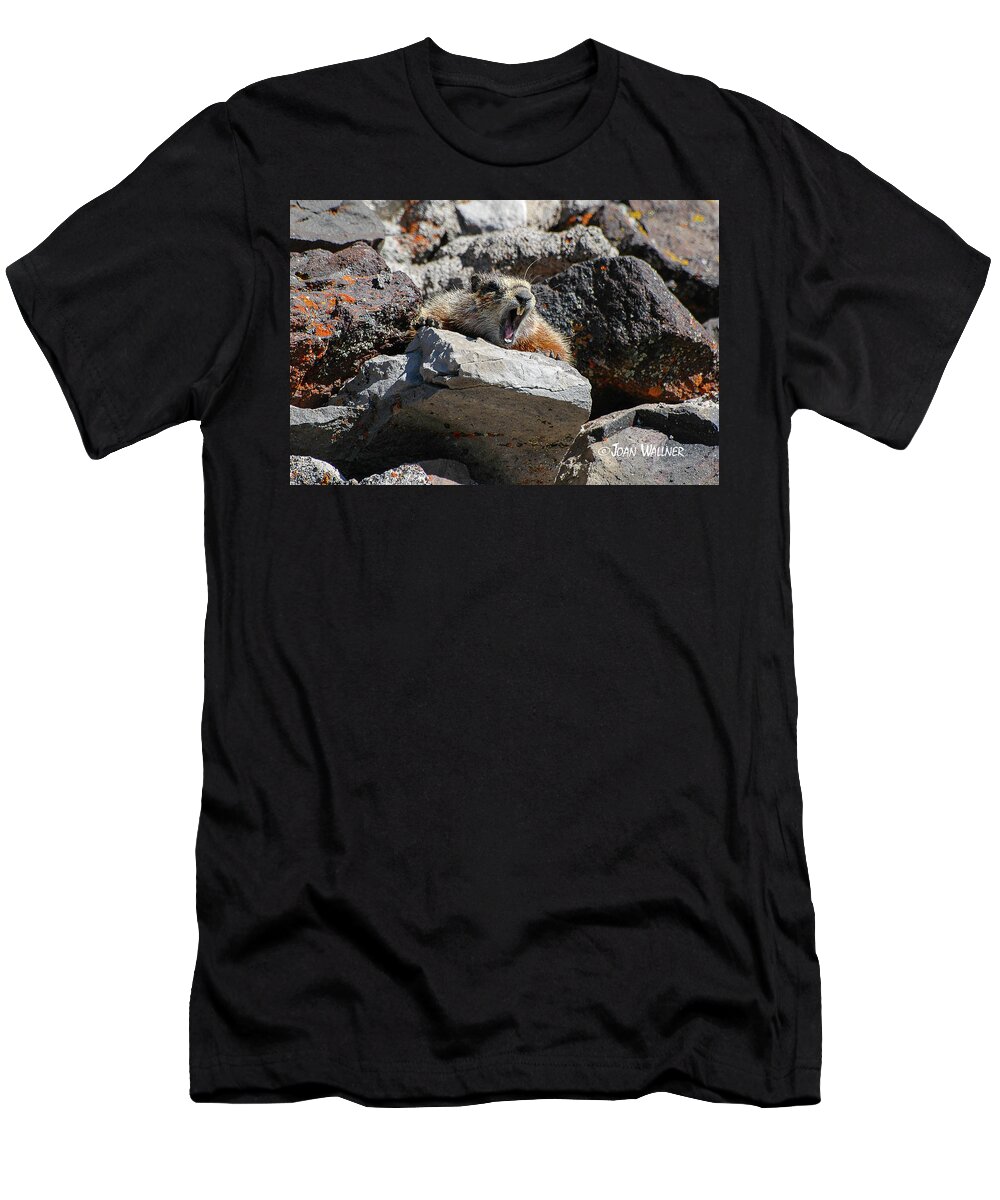 Mt. Washburn T-Shirt featuring the photograph Marmot Yawning by Joan Wallner