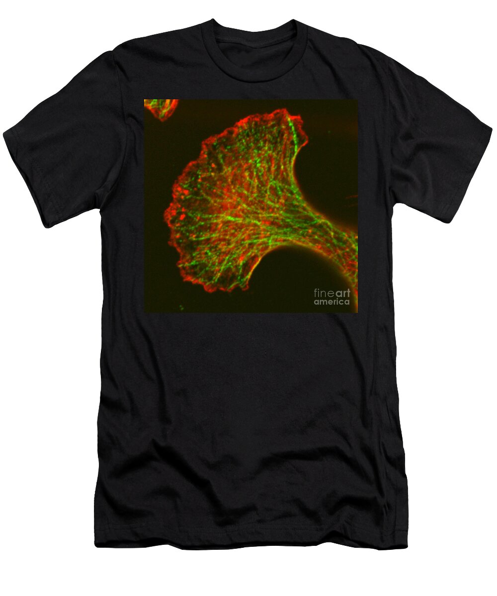 Science T-Shirt featuring the photograph Microfilaments And Microtubules, Fm by Science Source