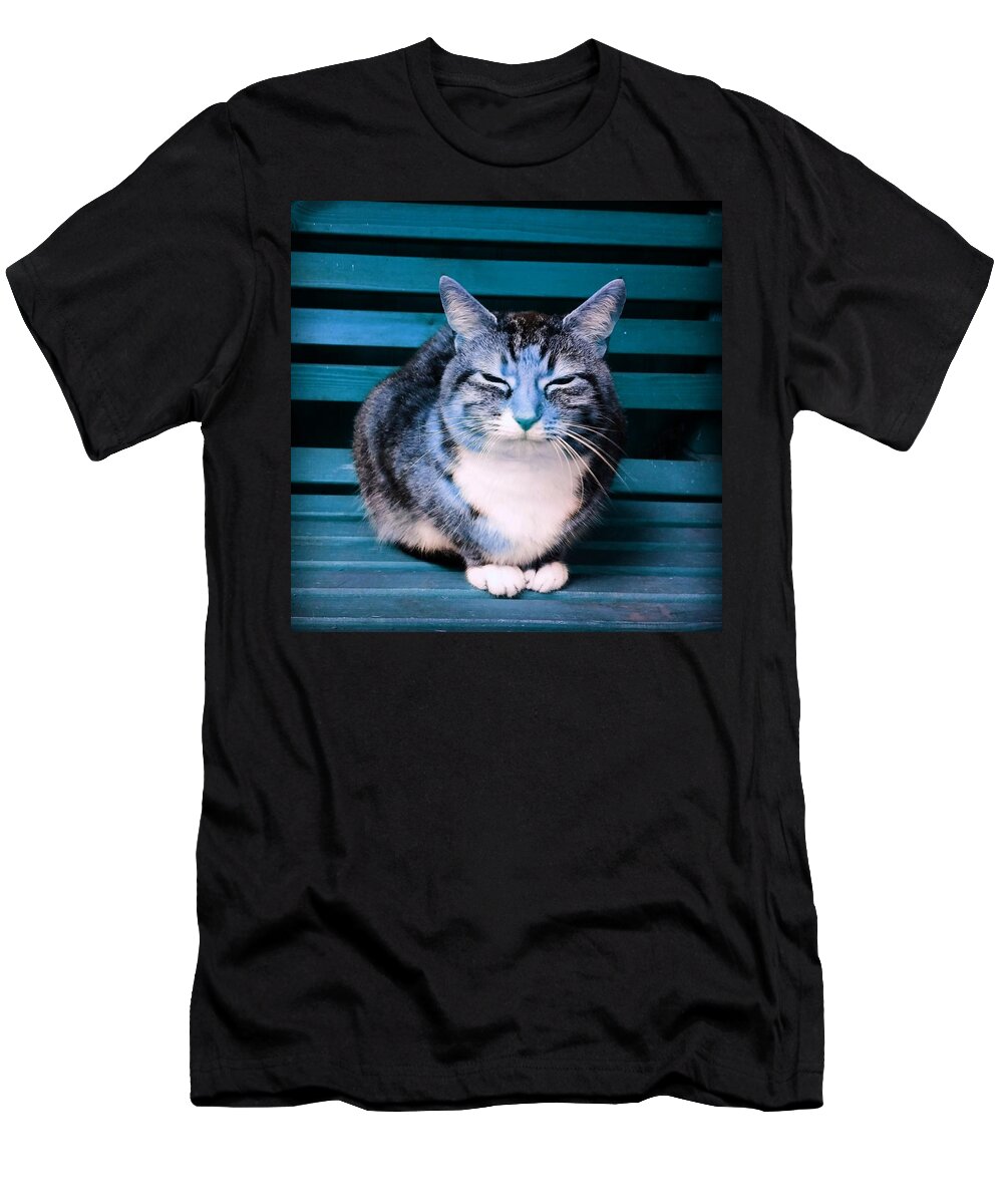 Cat T-Shirt featuring the photograph Mindful Cat in Aqua by Rowena Tutty