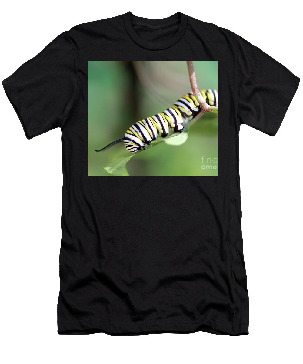 Monarch T-Shirt featuring the photograph Monarch Butterfly Caterpillar eats a leaf by Adam Long