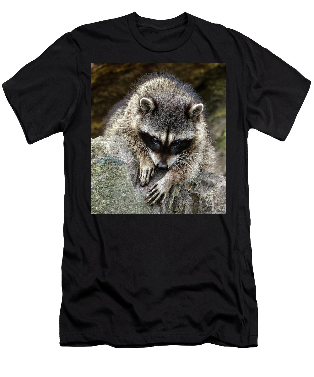 Raccoon T-Shirt featuring the photograph Mournful Raccoon by Jerry Cahill