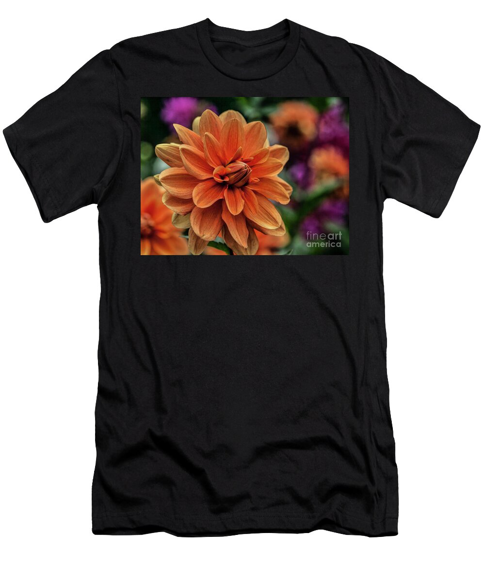 Dahlias T-Shirt featuring the photograph Orange Dahlias by Shirley Mangini