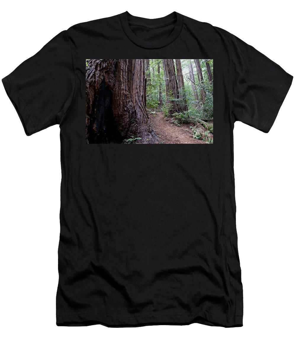 Mount Tamalpais T-Shirt featuring the photograph Pathway through a Redwood Forest on Mt Tamalpais by Ben Upham III