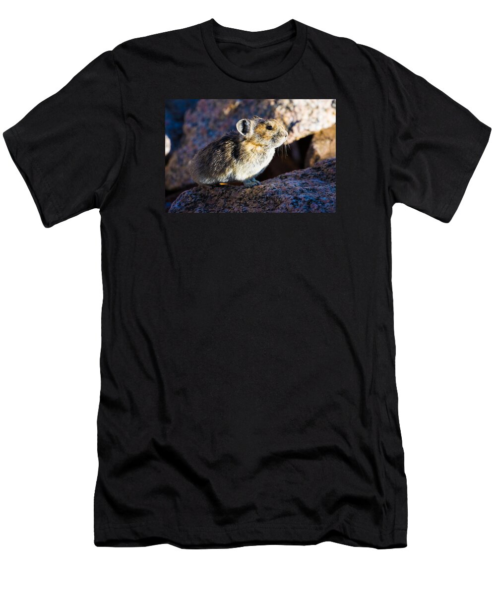 Pika T-Shirt featuring the photograph Pika Portrait by Mindy Musick King