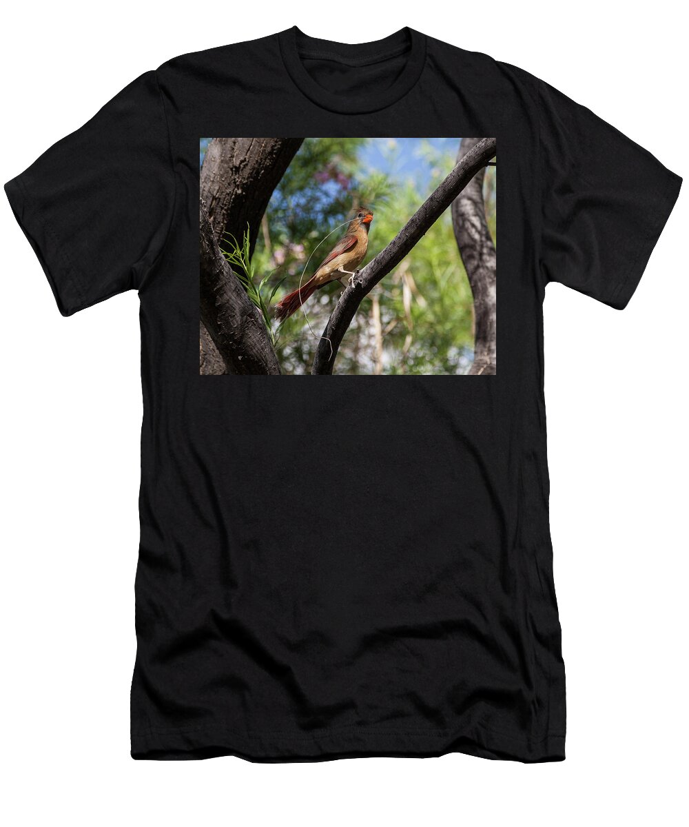 Pyrrhuloxia T-Shirt featuring the photograph Pyrrhuloxia at Work by Lon Dittrick