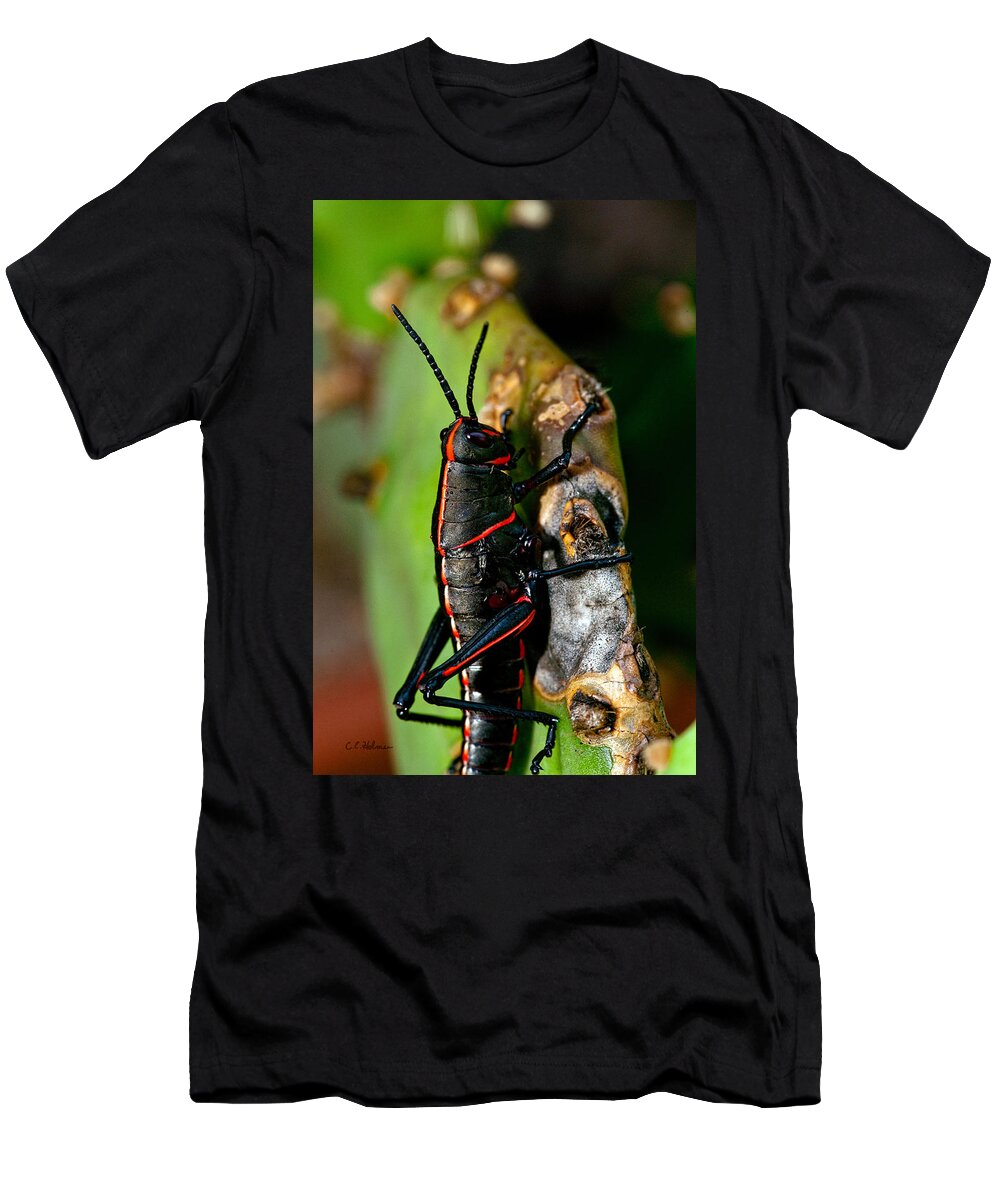 Insect T-Shirt featuring the photograph Rally Striped by Christopher Holmes