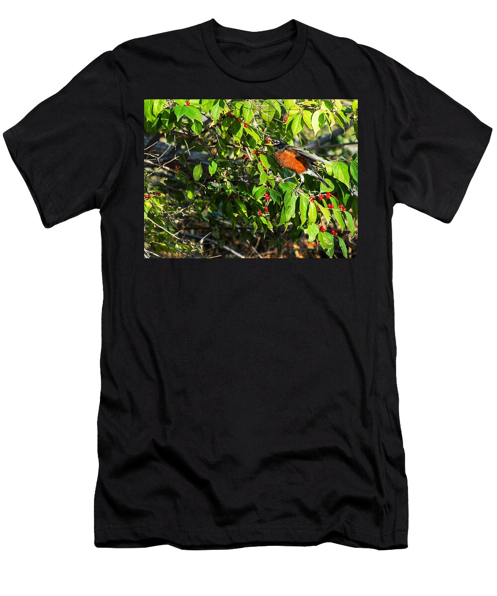 Heron Heaven T-Shirt featuring the photograph Robin And Berries II by Ed Peterson
