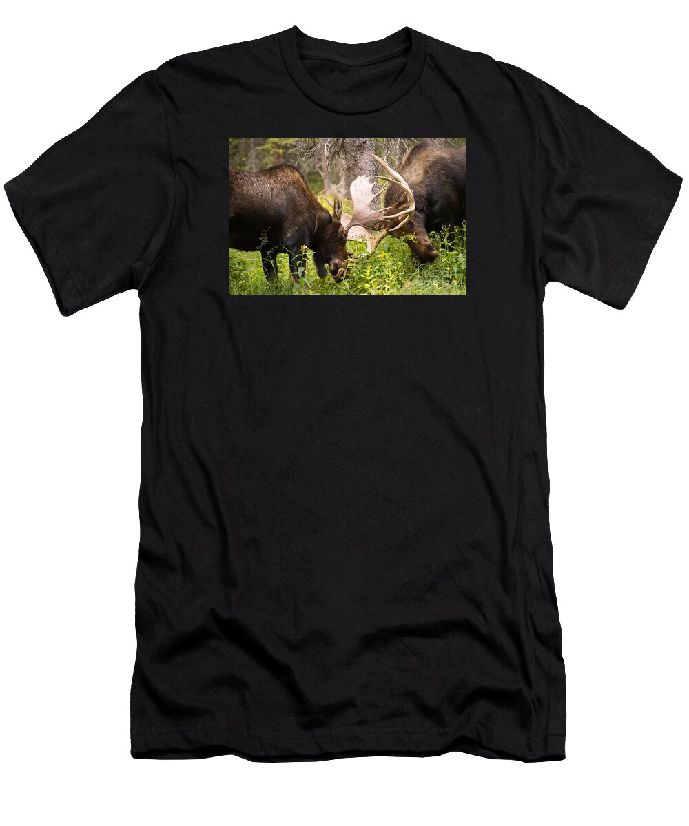 Bull Moose T-Shirt featuring the photograph Sparring by Aaron Whittemore