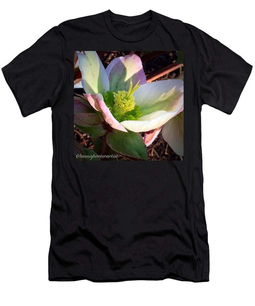 Bestofnorthwest T-Shirt featuring the photograph Spring Hellebores, Iphone5 Edited In by Anna Porter