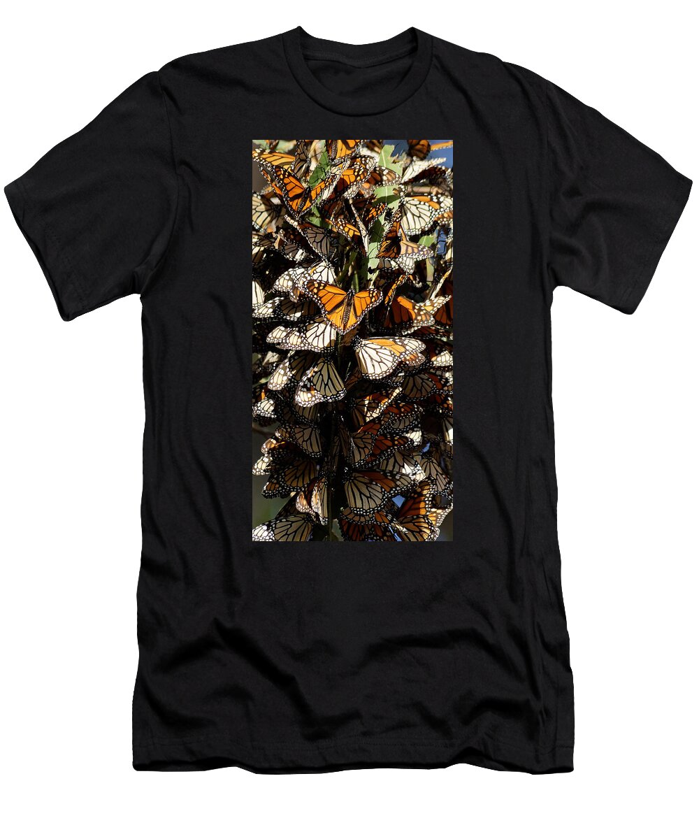 Darin Volpe Animals T-Shirt featuring the photograph Sticking Together - Monarch Butterfly Grove, Pismo Beach, California by Darin Volpe