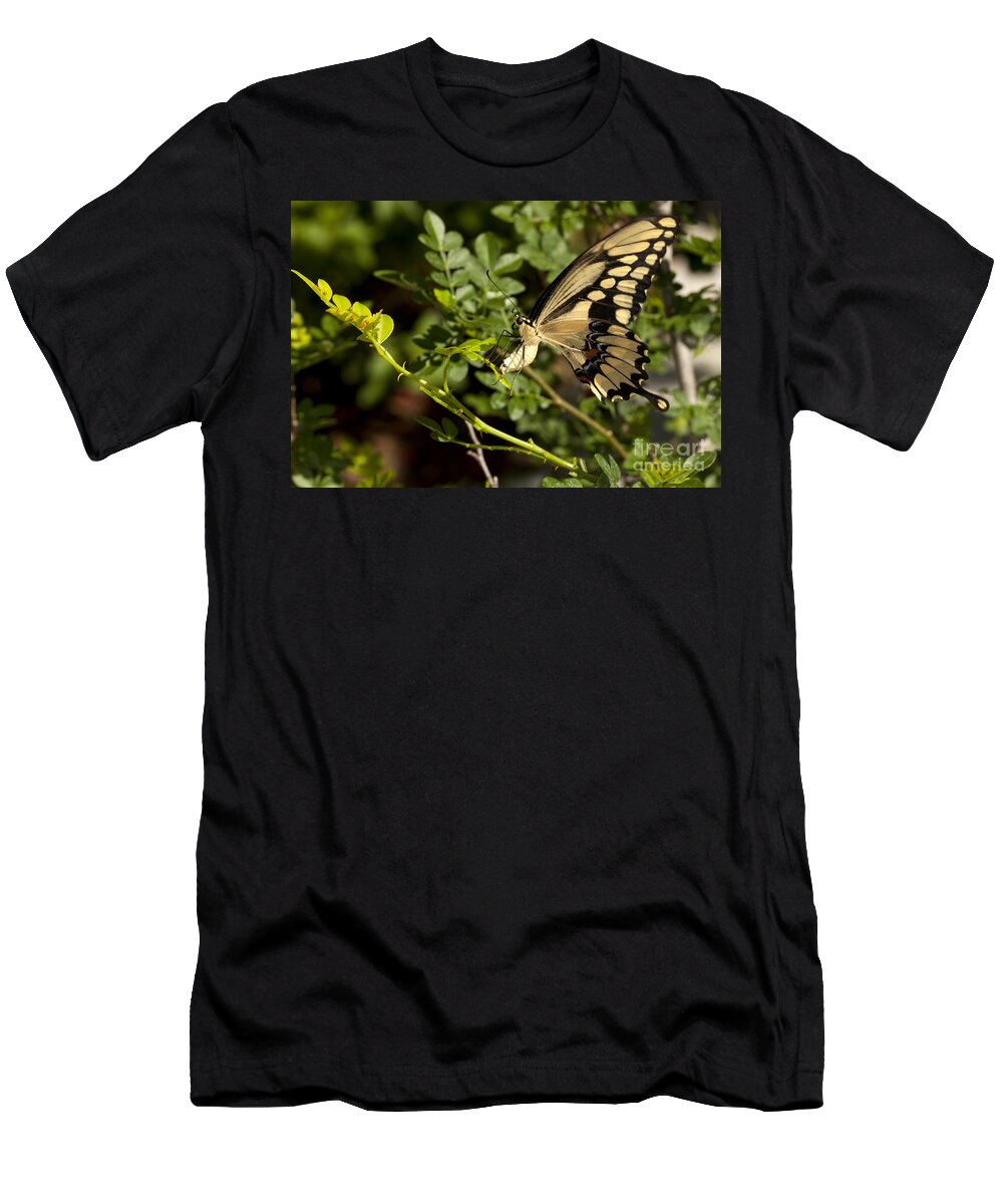 Swallowtail T-Shirt featuring the photograph Swallowtail - Papilio Machaon - butterfly Laying Eggs by Anthony Totah