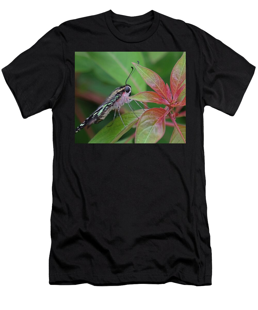Tailed Jay Butterfly T-Shirt featuring the photograph Tailed Jay butterfly macro shot by Ronda Ryan