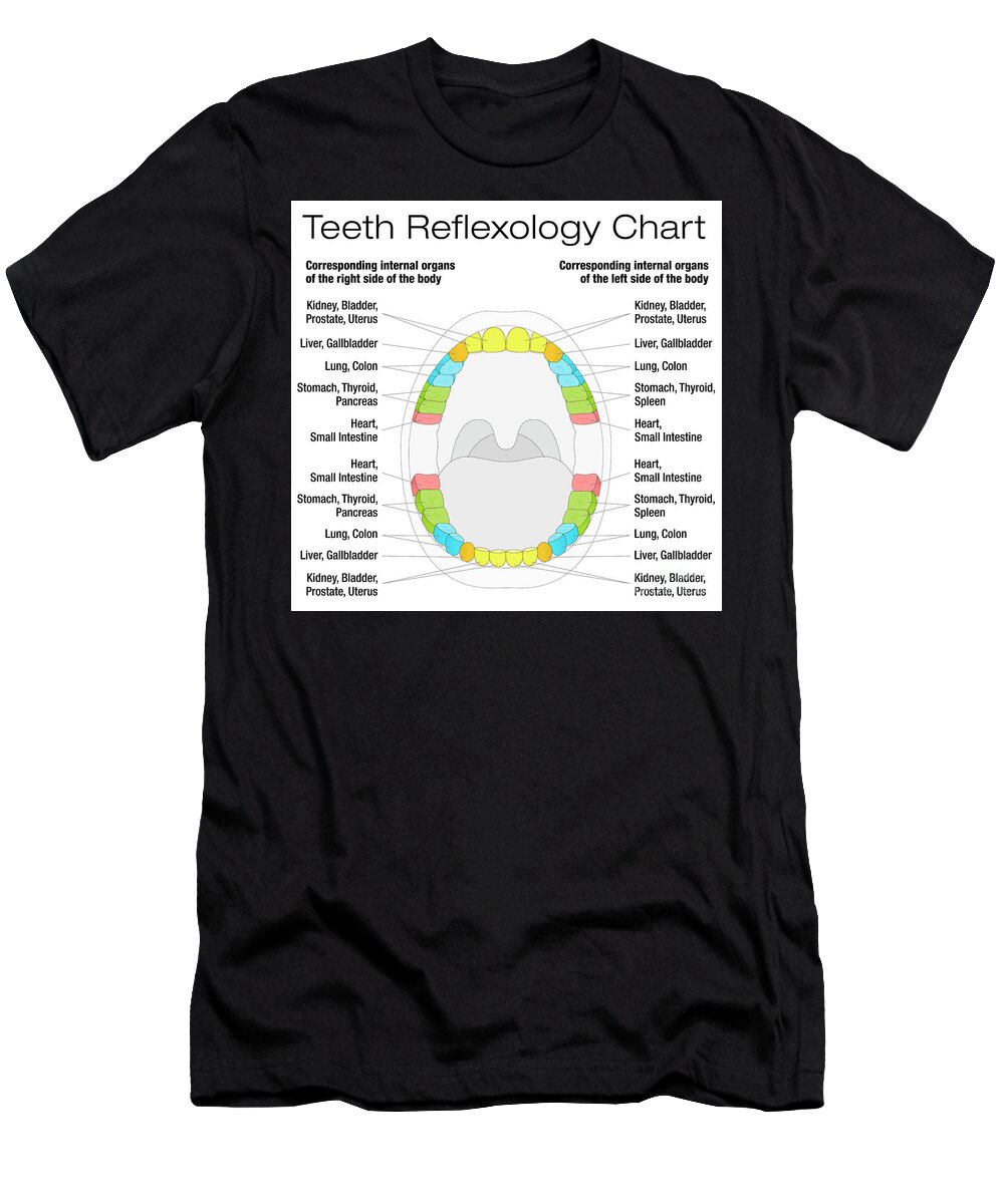 Tooth Chart Corresponding Organs