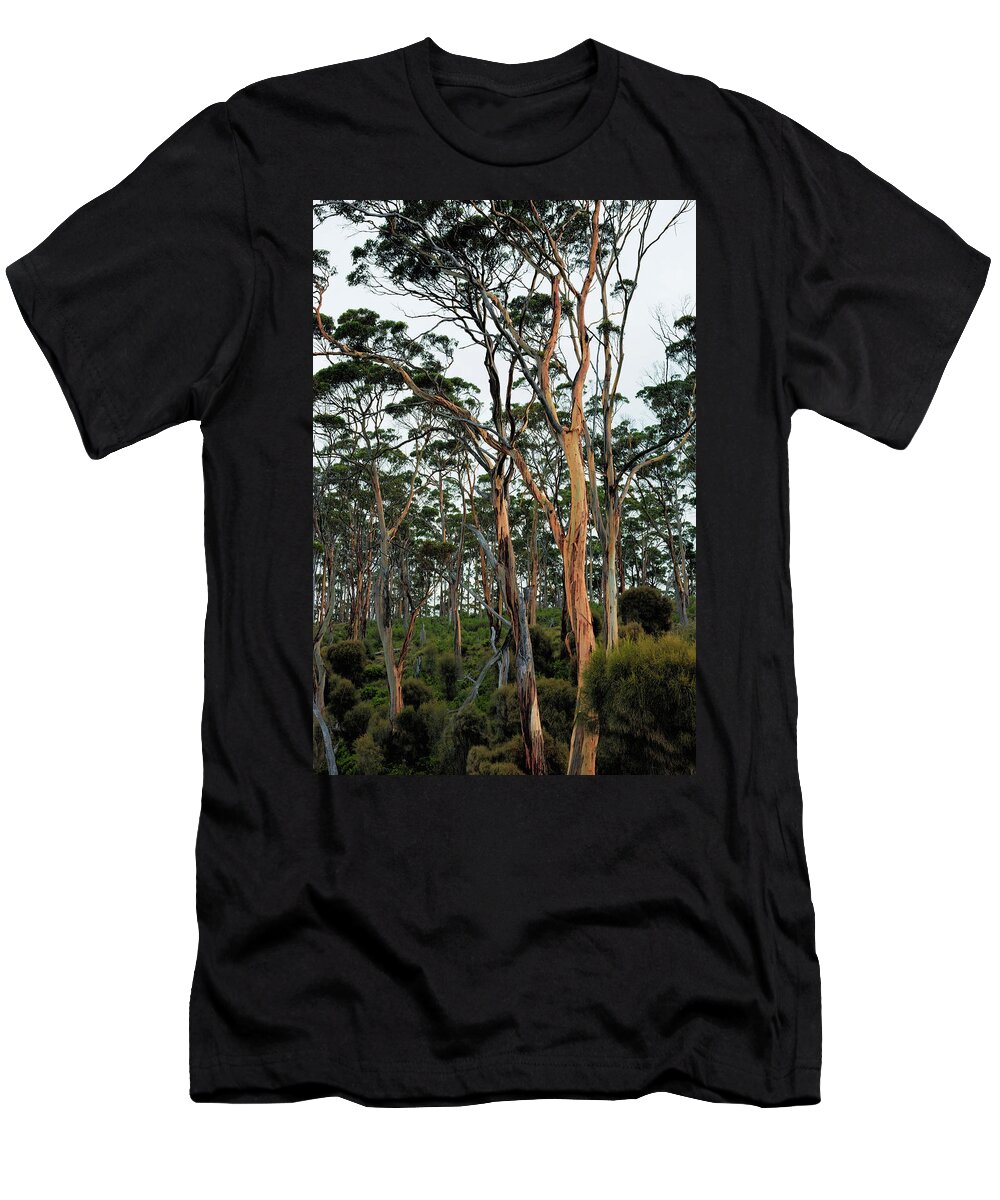 Gum Tree T-Shirt featuring the photograph The Gum Tree Forest by Anthony Davey