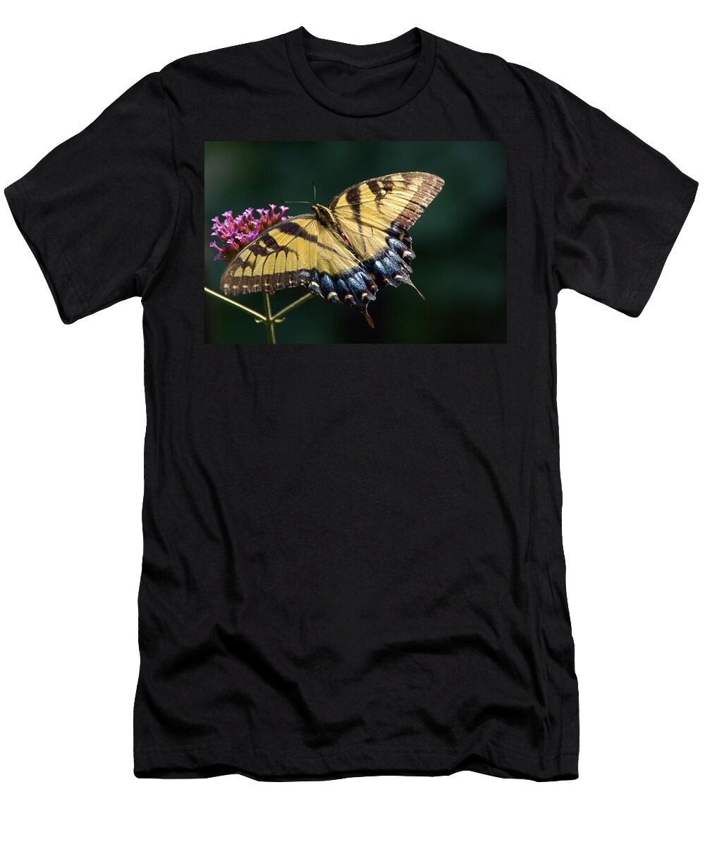 Tiger Swallowtail T-Shirt featuring the photograph Tigress and Verbena by Byron Varvarigos