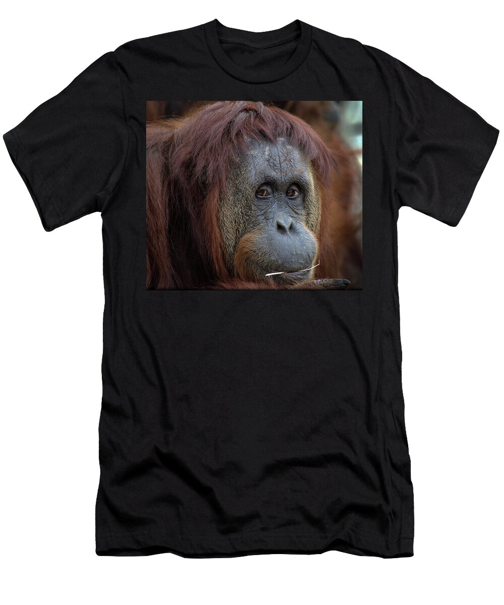 Monkey T-Shirt featuring the photograph Toothpick by Jaime Mercado