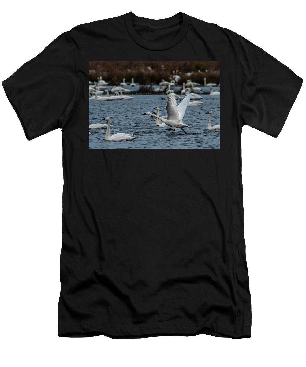 Nature T-Shirt featuring the photograph Tundra Swan and liftoff head start by Donald Brown