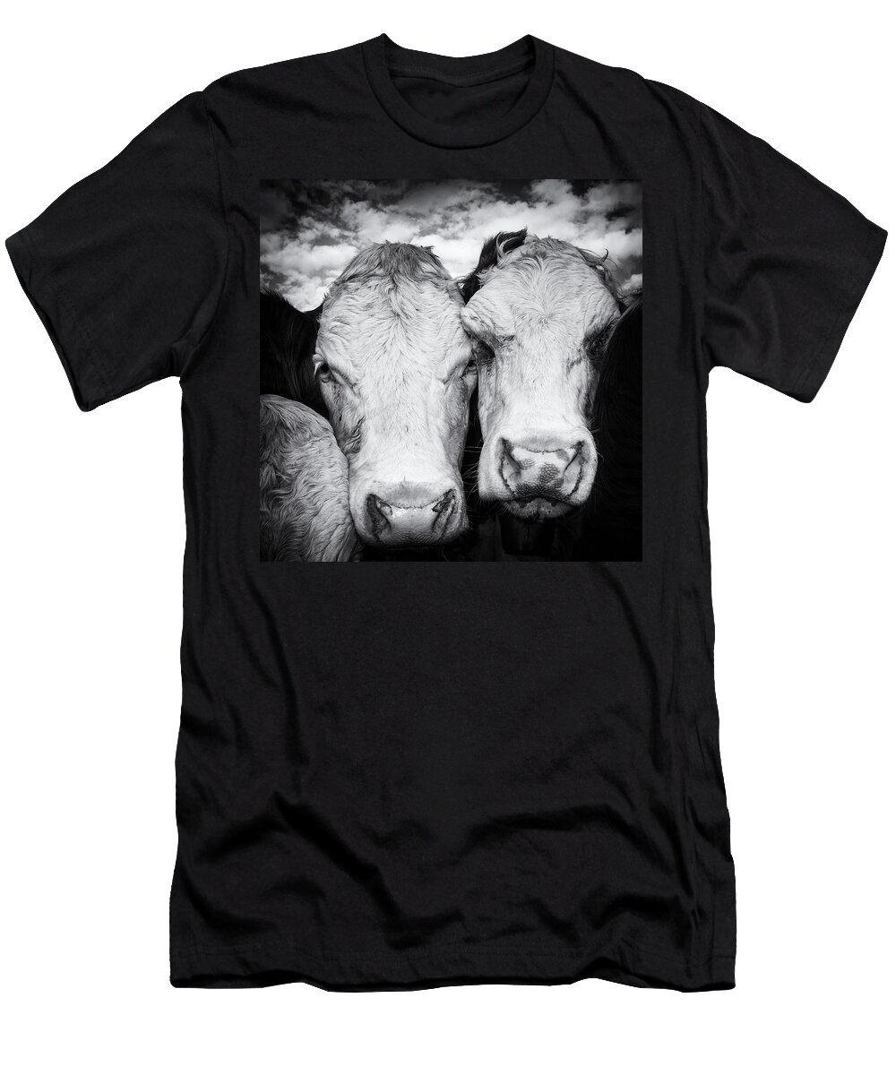 Cow T-Shirt featuring the photograph Two cows black and white by Matthias Hauser