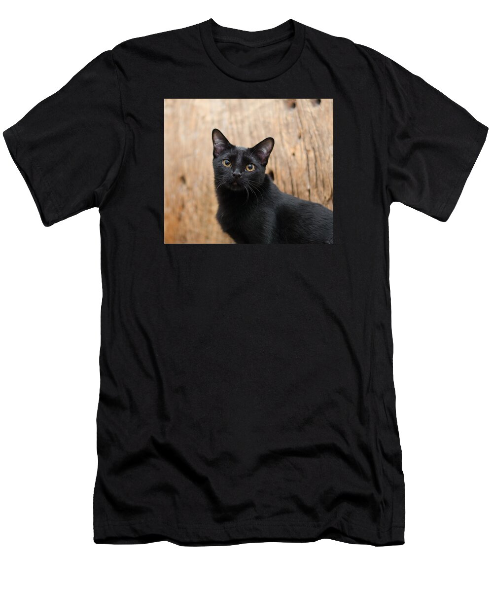 Black Cat T-Shirt featuring the photograph Velvet 2 by Irina ArchAngelSkaya