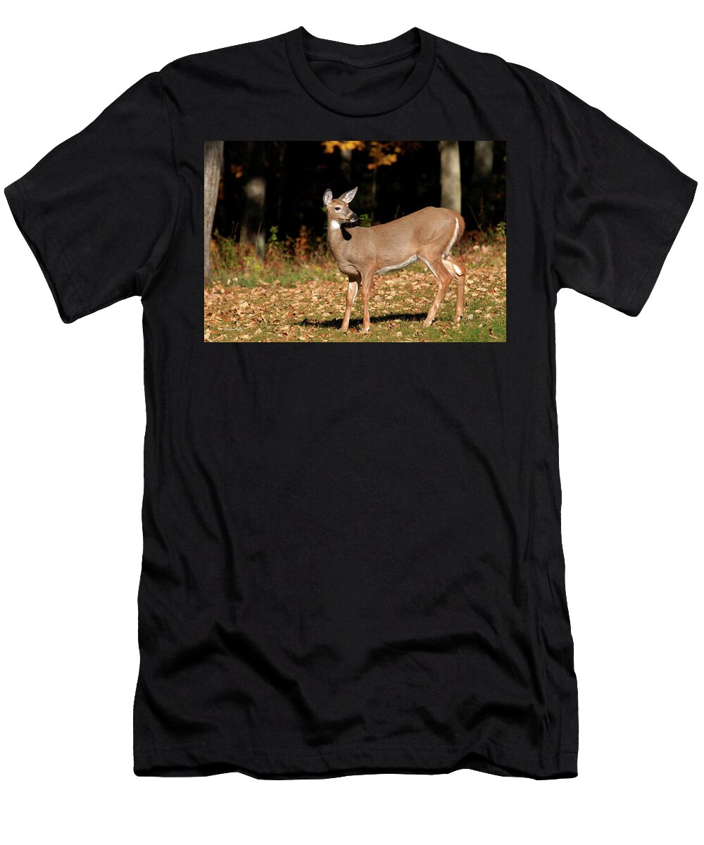 White Tailed Deer T-Shirt featuring the photograph White Tailed Deer In Autumn by Christina Rollo