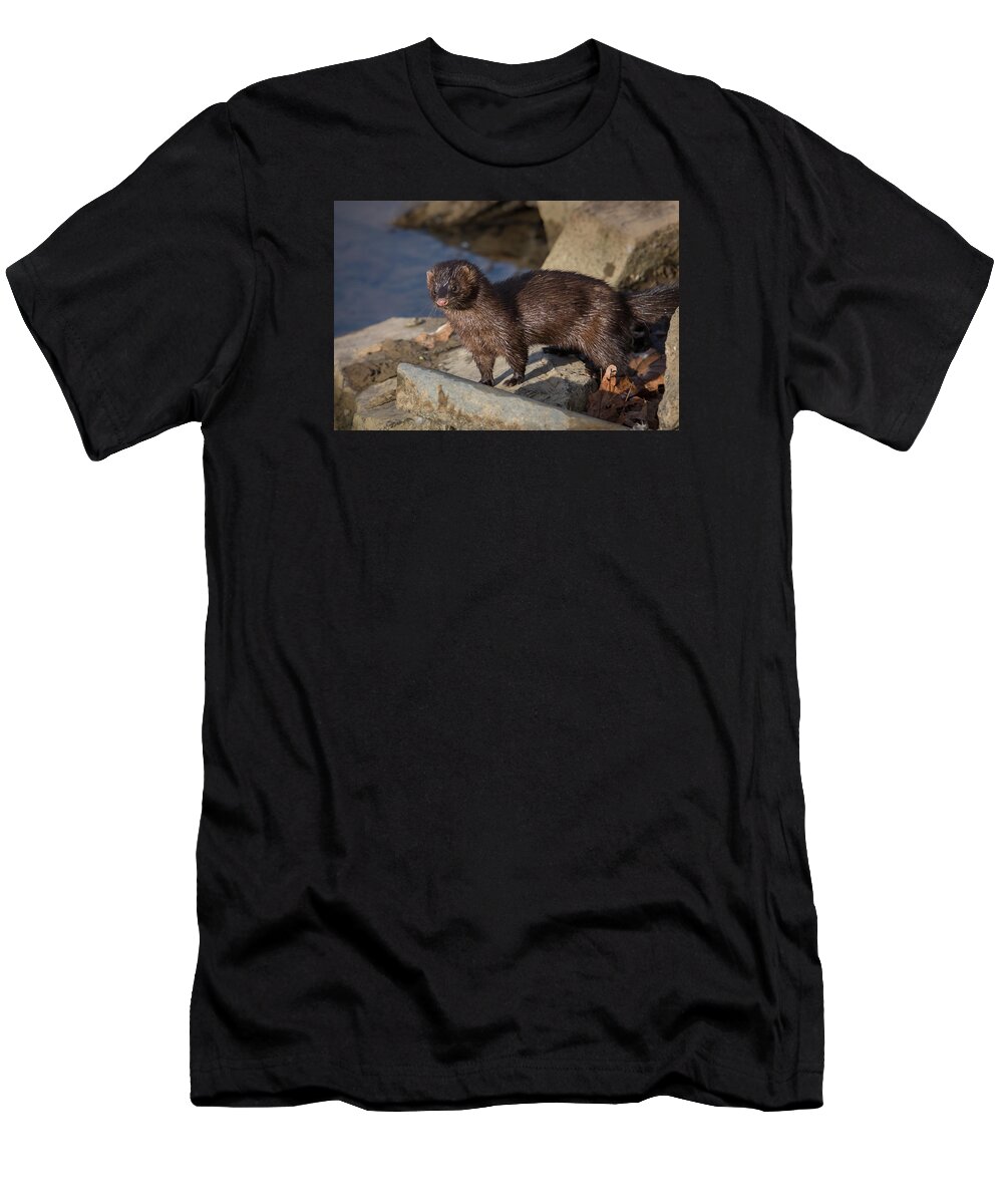 Mink T-Shirt featuring the photograph Wild Mink by Kevin Giannini