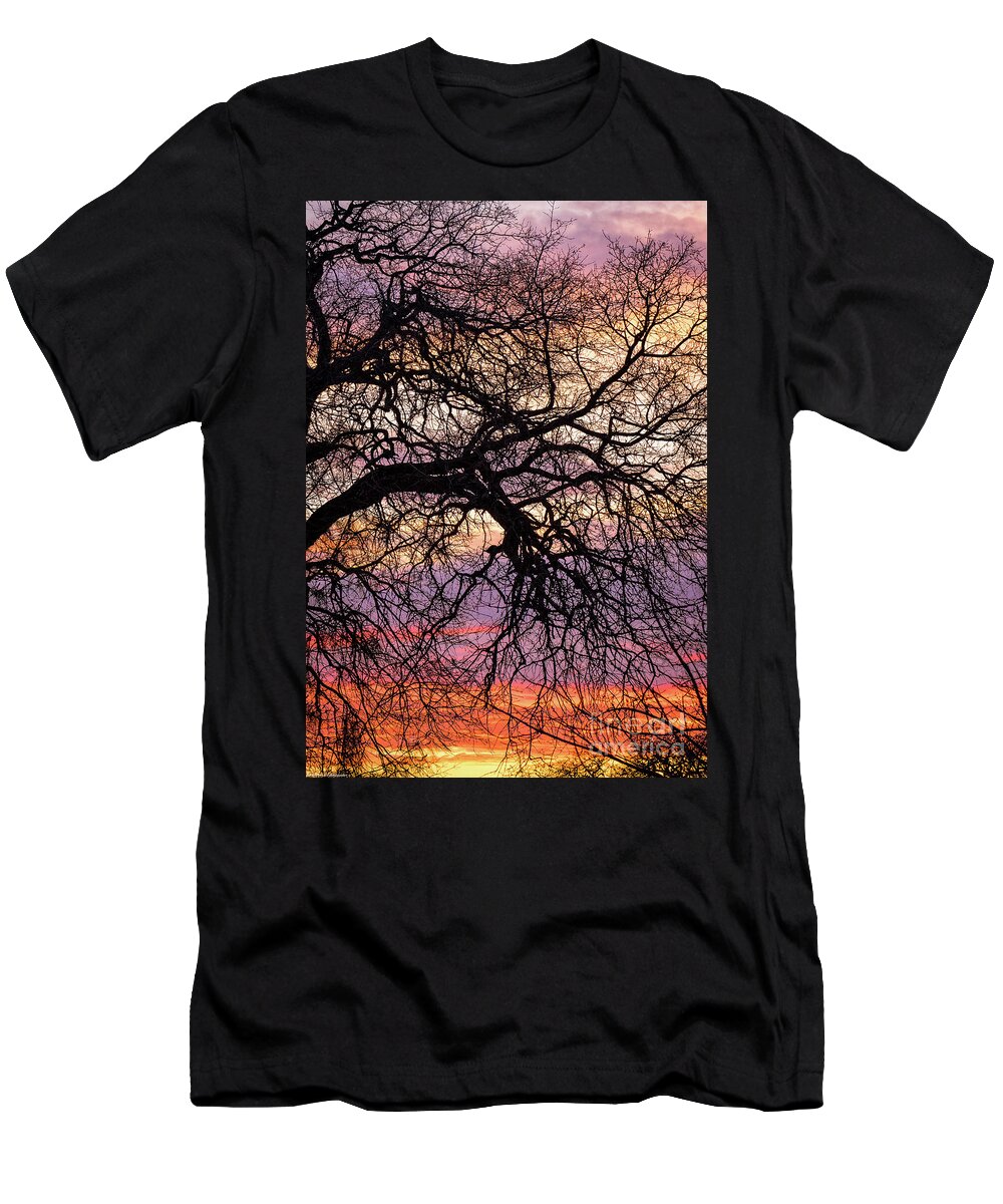 Winter Sun T-Shirt featuring the photograph Winter Oaks by Mitch Shindelbower
