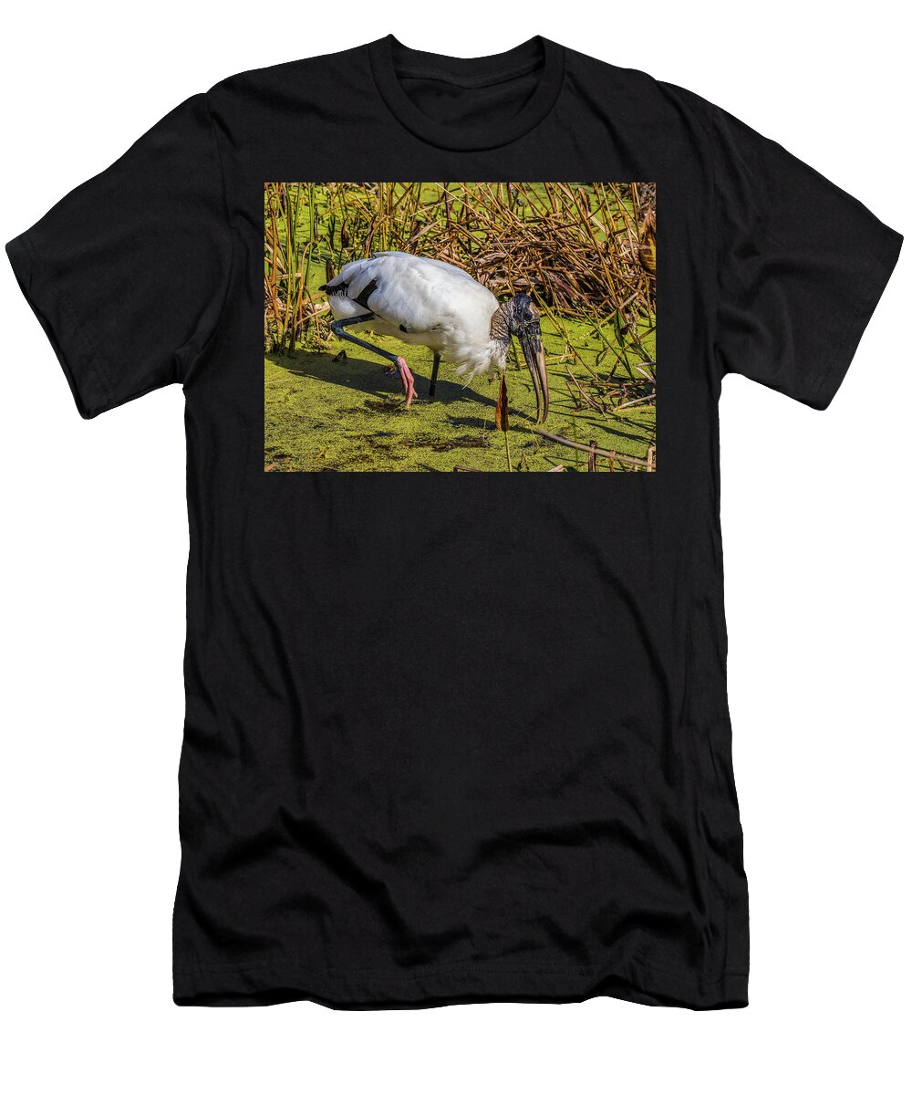 Red Bug Slough T-Shirt featuring the photograph Wood Stork in Duck Weed by Richard Goldman
